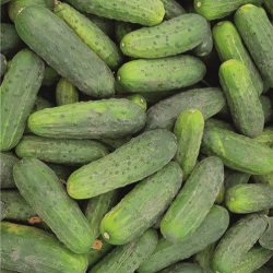 Ogórek Avenger f1 25 tyś. nasion ZW ST